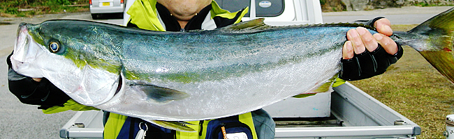 軍艦島、中ノ島周辺では様々な魚を釣ることができます。釣り船第七ゑびす丸の釣果情報をご紹介いたします。